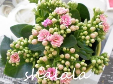 Fresh Longevity Flower Potted Beautiful Planting Seasons Flowering Plants for Garden Seeds