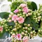 Fresh Longevity Flower Potted Beautiful Planting Seasons Flowering Plants for Garden Seeds