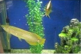 Fresh Java Fish Tank Fern Aquatic Seeds