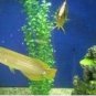 Fresh Java Fish Tank Fern Aquatic Seeds