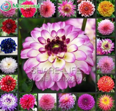 Fresh Dahlia Flower Mixed Colors Dahlias Seed for Home Garden