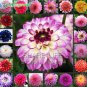 Fresh Dahlia Flower Mixed Colors Dahlias Seed for Home Garden