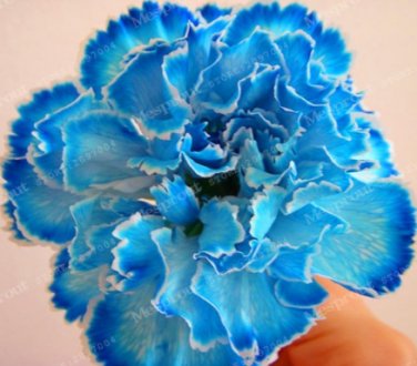 Fresh Carnation Seed Perennial Flower High Survival Rate Mother Flower Rare