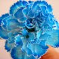 Fresh Carnation Seed Perennial Flower High Survival Rate Mother Flower Rare