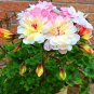 Fresh Geranium Garden Apple Blossom Rosebud Pelargonium Perennial Flower Seeds