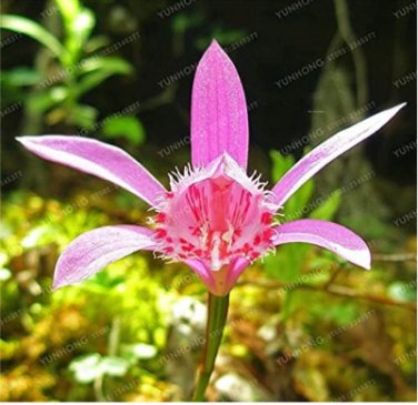 Fresh Pleione Seed Rare Orchid Seed Popular Perennial