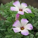 Fresh Mixed Oxalis Seed Flowers Cuckooflower Rotary Sorrel Versicolor