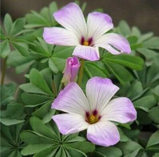 Fresh Mixed Oxalis Seed Flowers Cuckooflower Rotary Sorrel Versicolor
