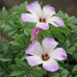 Fresh Mixed Oxalis Seed Flowers Cuckooflower Rotary Sorrel Versicolor