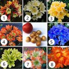 Fresh Clivia Potted Plants Beautiful Flower Home Seed Garden Flower Potted Flower