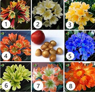 Fresh Clivia Potted Plants Beautiful Flower Home Seed Garden Flower Potted Flower