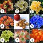 Fresh Clivia Potted Plants Beautiful Flower Home Seed Garden Flower Potted Flower
