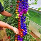 Fresh Rainbow Dwarf Tomato Rare Tomato Seed Organic Vegetable Fruit
