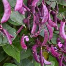 Fresh Purple Sweet Pea Eyebrow Bean Seeds