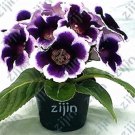 Fresh Exotic African Violet Plants Seeds Saintpaulia Ionantha Garden Seed