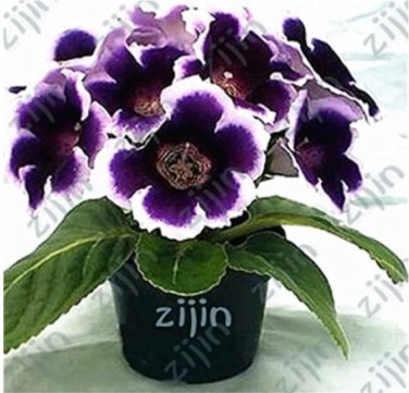 Fresh Exotic African Violet Plants Seeds Saintpaulia Ionantha Garden Seed