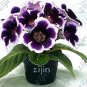Fresh Exotic African Violet Plants Seeds Saintpaulia Ionantha Garden Seed