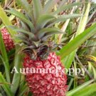 Fresh Dwarf Pineapple Seed Pineapple Sweet Fruit Rare Seeds