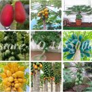 Fresh Super Big Maradol Papaya Seed Vegetable Fruit Tree