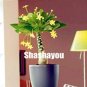 Fresh Mini Pachira Macrocarpa Flores Money Tree Seeds