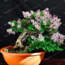 Fresh French Lilac Syringa Vulgaris Flower Shrub Bush Seed (Color: 7)