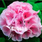 Fresh Geranium Seed Flower Pelargonium Geranium (Color: 9)