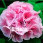 Fresh Geranium Seed Flower Pelargonium Geranium (Color: 9)