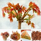 Fresh Chinese Toon Seed Home Garden Easy Grow Toona Sinensis Tree Seed