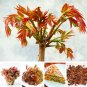 Fresh Chinese Toon Seed Home Garden Easy Grow Toona Sinensis Tree Seed