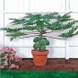Fresh True Papaya (Carica Papaya) Seed