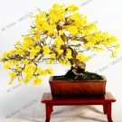 Fresh Perennial Yellow Jasmine Plant Seeds Fragrant Plant Arabian Jasmine Plant