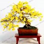 Fresh Perennial Yellow Jasmine Plant Seeds Fragrant Plant Arabian Jasmine Plant