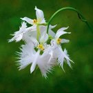 Fresh Japanese Radiata Plant White Egret Orchid Seed Flores World s Rare Orchid Seeds