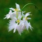 Fresh Japanese Radiata Plant White Egret Orchid Seed Flores World s Rare Orchid Seeds