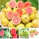 Fresh Sweet Red Guava Psidium Guajava Thai Pink Fresh Large Fruit Seeds