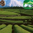 Fresh Chinese Green Tea Tree Seeds