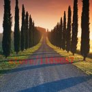 Fresh Cypress Tree Italian Cypress (Cupressus Sempervirens Stricta) Conifer s Seeds
