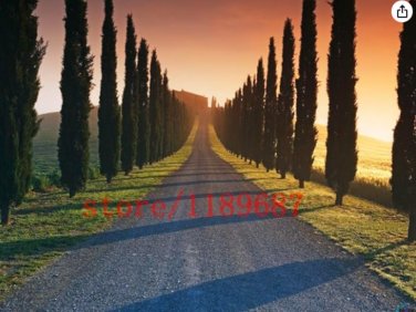 Fresh Cypress Tree Italian Cypress (Cupressus Sempervirens Stricta) Conifer s Seeds
