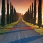 Fresh Cypress Tree Italian Cypress (Cupressus Sempervirens Stricta) Conifer s Seeds