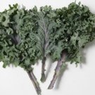 Fresh Kale Russian Red Vegetables Seeds