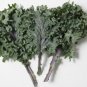 Fresh Kale Russian Red Vegetables Seeds