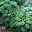 Fresh Kale Gryunkoln Seeds