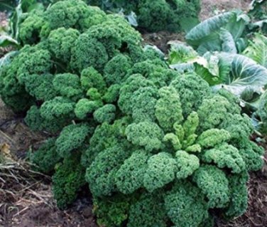 Fresh Kale Gryunkoln Seeds