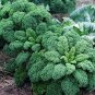 Fresh Kale Gryunkoln Seeds