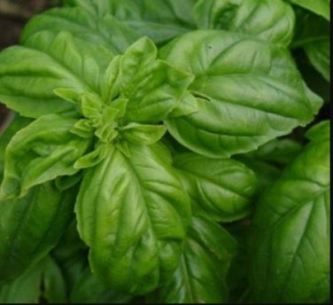 Fresh Italian Sweet Basil Large Leaf Ocimum basilicum Seeds