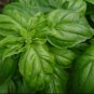 Fresh Italian Sweet Basil Large Leaf Ocimum basilicum Seeds