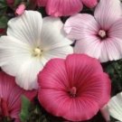 Fresh Malva Rosa Mixed Pink/White Fresh Seeds