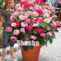 Fresh Geranium Seeds (Color: 22)