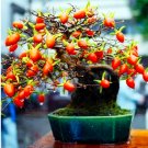 Fresh Dwarf Persimmon Seed Perennial Indoor Landscape