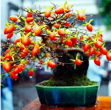 Fresh Dwarf Persimmon Seed Perennial Indoor Landscape